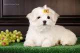 Мальтийской болонки щенки (Maltese)от Ирлайн-дог в продаже