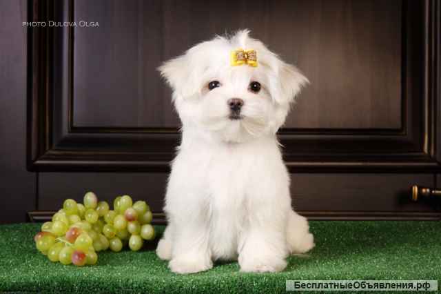 Мальтийской болонки щенки (Maltese)от Ирлайн-дог в продаже