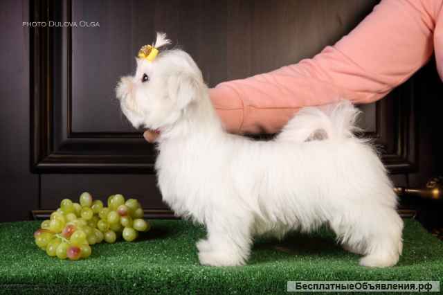 Мальтийской болонки щенки (Maltese)от Ирлайн-дог в продаже