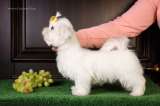 Мальтийской болонки щенки (Maltese)от Ирлайн-дог в продаже