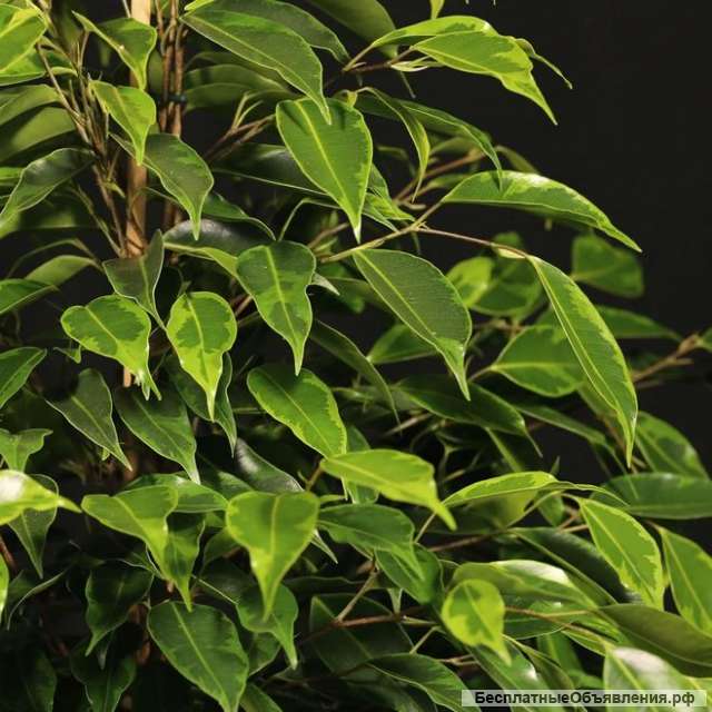 Фикус Бенджамина сорт Анастасия