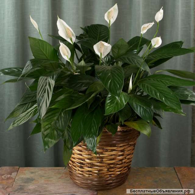 Спатифиллум (женское счастье)