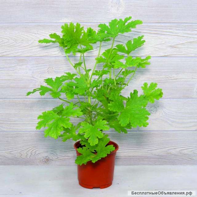 Лимонная герань