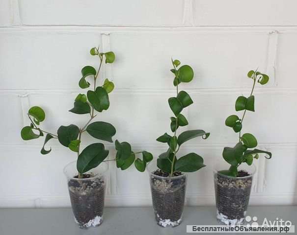 Фикус Букле