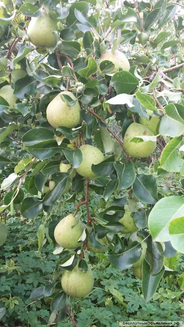 Участок 6.6 соток (на самом деле почти 9 соток) с кирпичным домом 15 кв.м