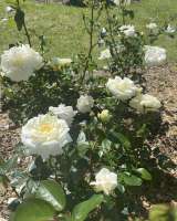 Земельный участок саддом с мансардой подвалом снт лесовод2