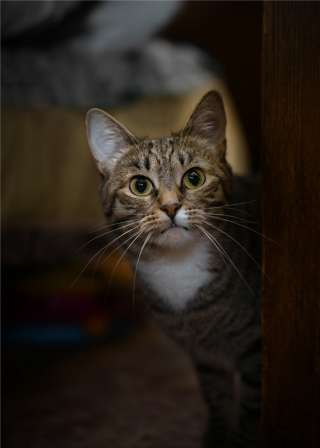 Кошечка Стеша ищет семью