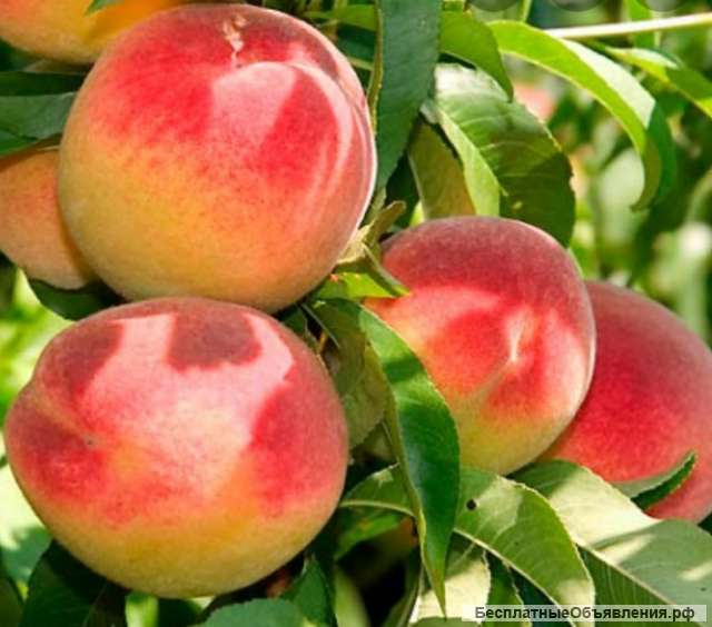 Реализатор фруктов