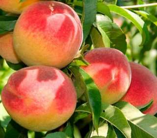 Реализатор фруктов