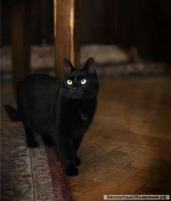 Кошечка Масяня ищет семью