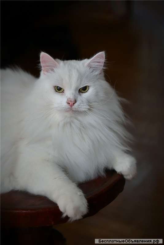 Котик Шурик ищет семью