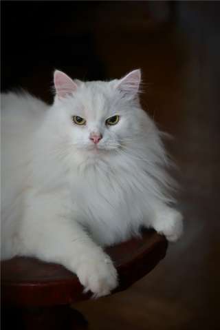 Котик Шурик ищет семью