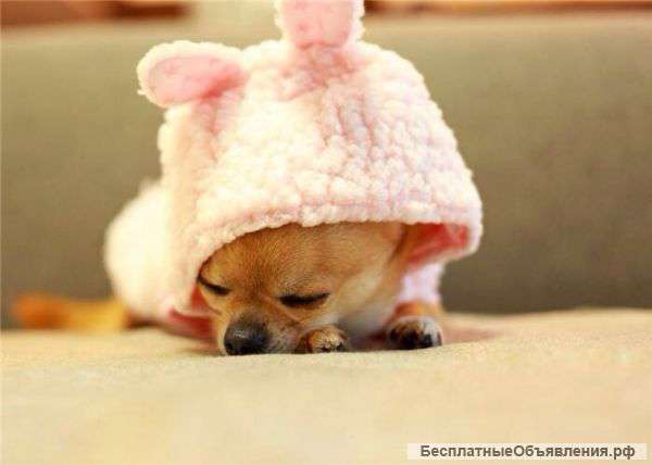 Одежда для собак