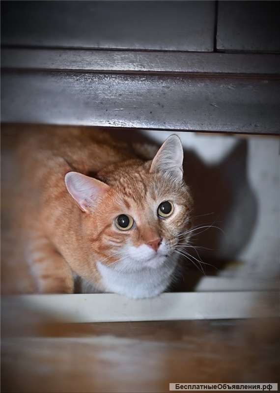 Ищет свое счастье кот Рыжик