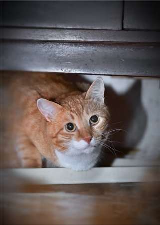 Ищет свое счастье кот Рыжик