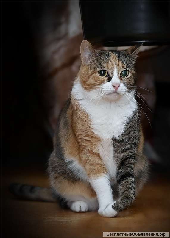 Молодая кошечка Даша в дар