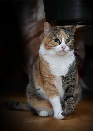 Молодая кошечка Даша в дар