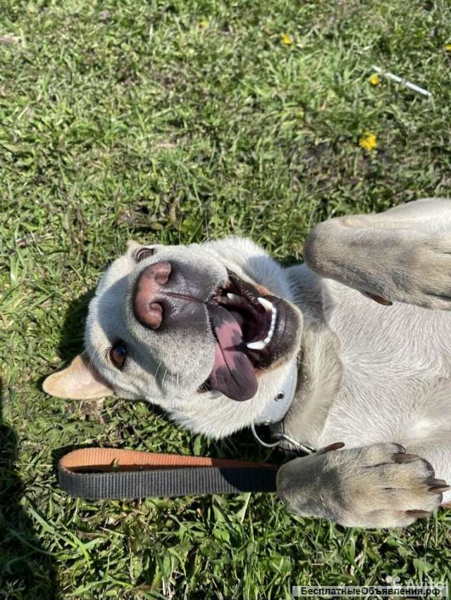 Ищем новых хозяев