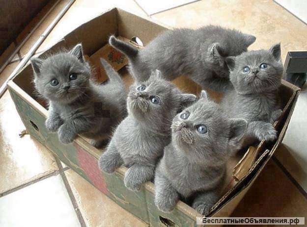 Котята
