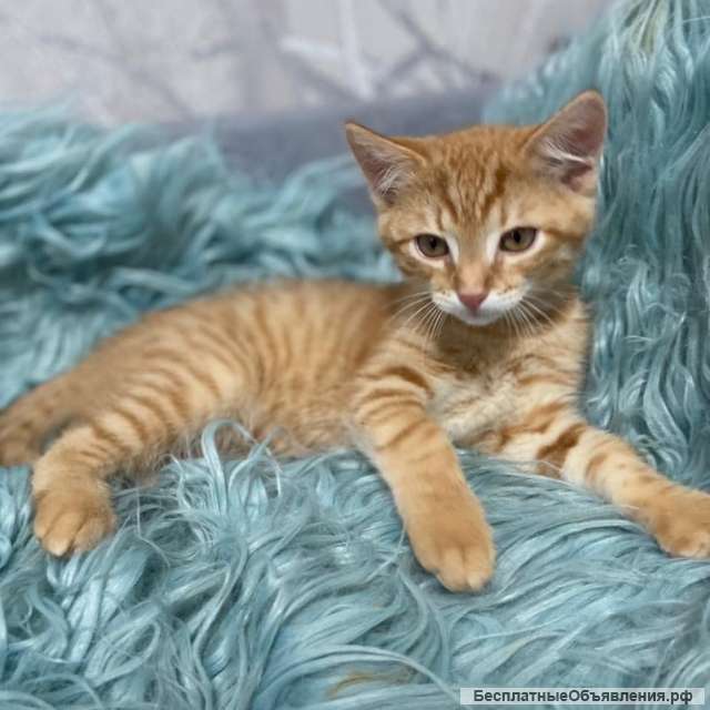 Милейший котенок Гарфилд в добрые руки