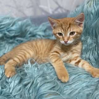 Милейший котенок Гарфилд в добрые руки