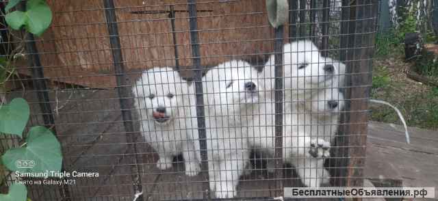 Маремма абруцкая овчарка