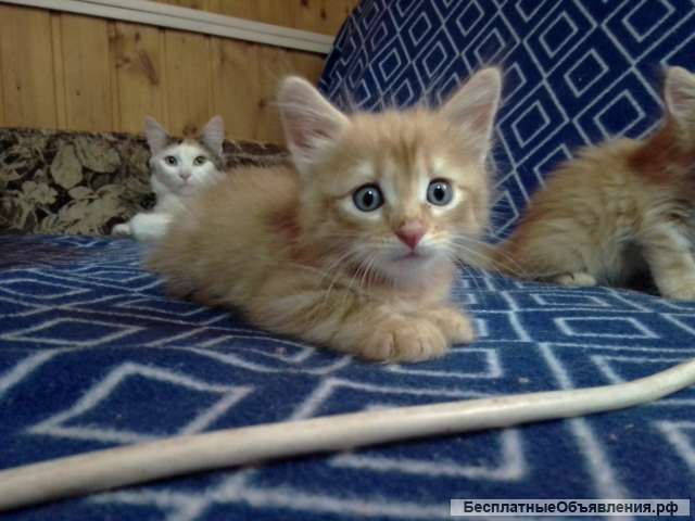 Отдам котят в ответственные руки