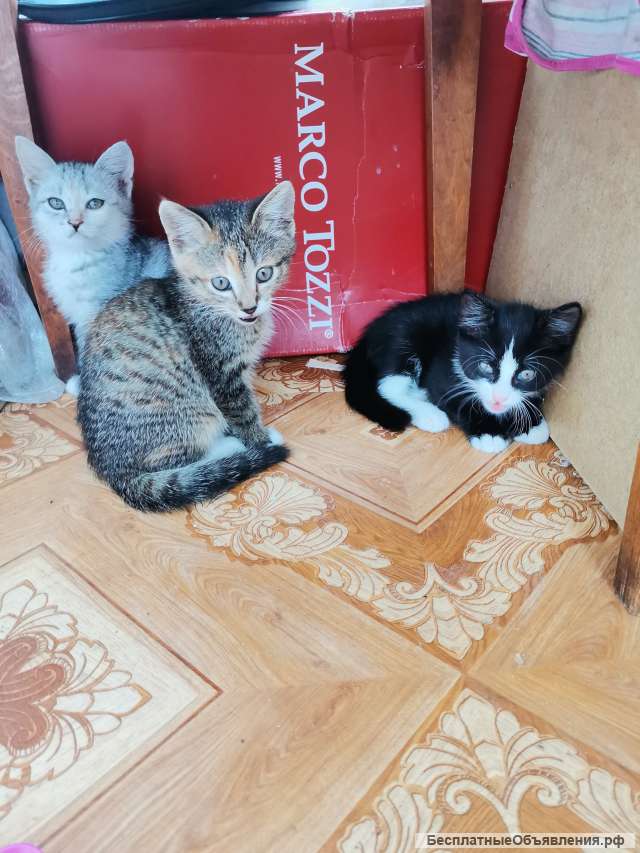 Котята в добрые руки