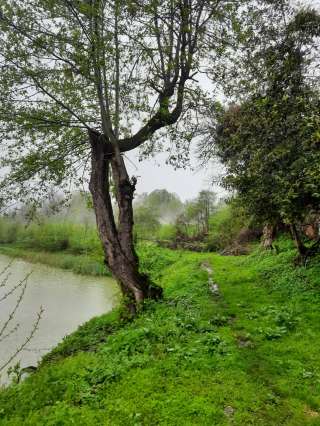 Земельного участка 90 сот в Сочи (Вардане-Верино)