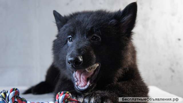 Щенки Грюнендаль и Тервюрен