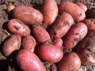 Молодой картофель, урожай 2021г