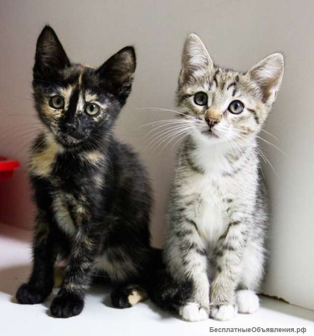 Две сестрички Буфи и Бель ищут дом