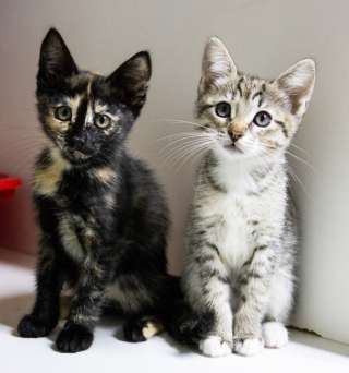 Две сестрички Буфи и Бель ищут дом