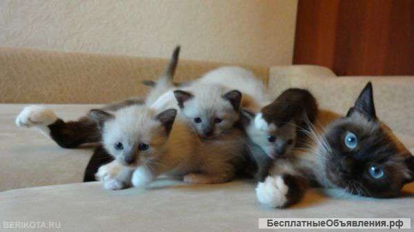 Котят породы Сноу шу