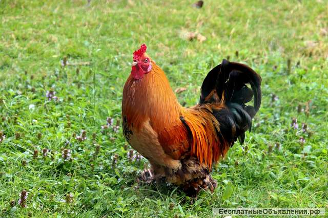 Петуха