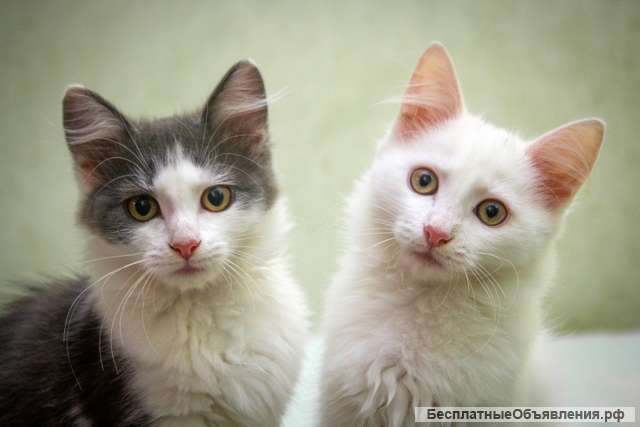 Котята-малыши в добрые руки