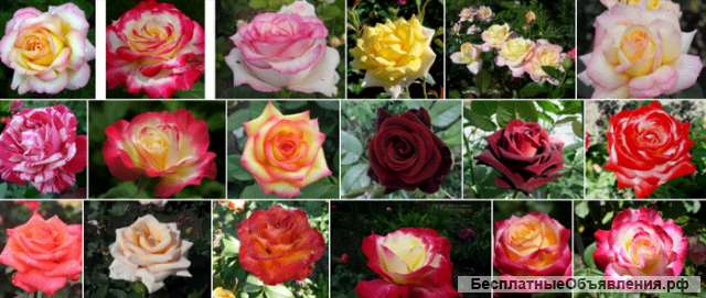 Королевские гибридные розы