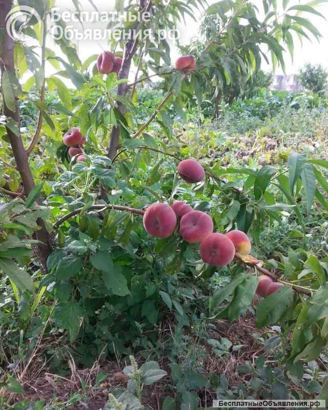 Ищу сотрудника на частную ферму