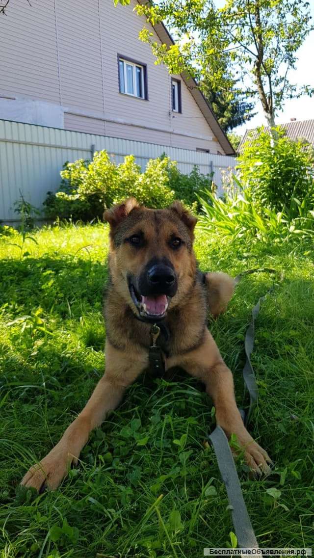 Полноразмерная собака в добрые руки