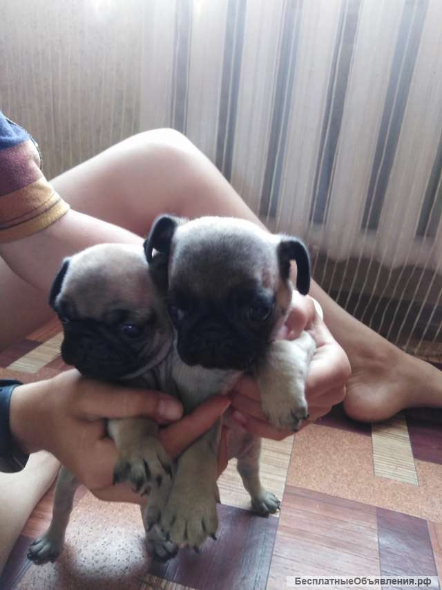 Щенки мопса