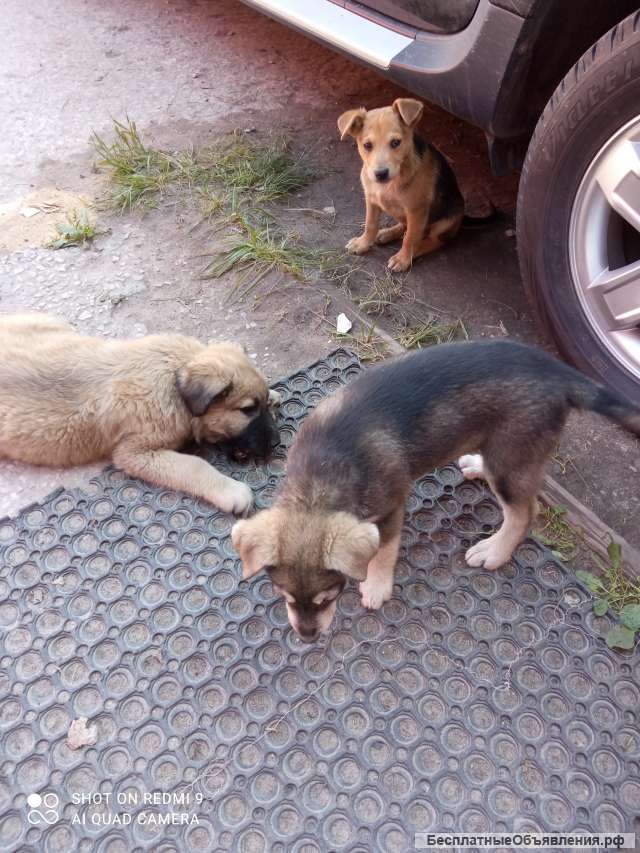 Щенки
