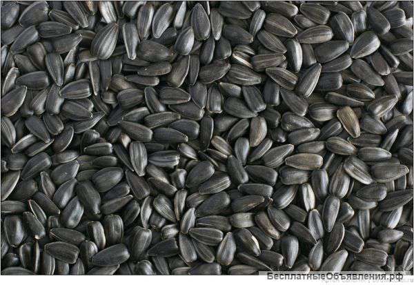 Подсолнечник СПК 38 плюс и 40 плюс 2014