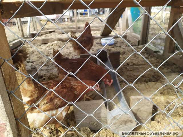 Домашние куриные яйца