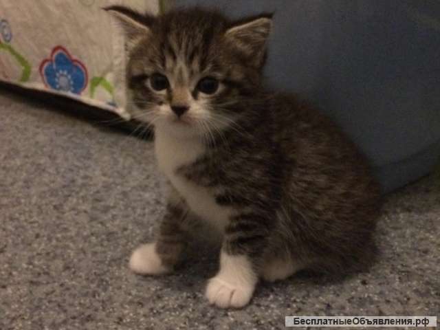 Отдам в хорошие руки