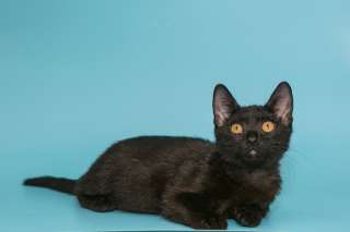 Два котенка мальчик и девочка в поиске самых добрых рук