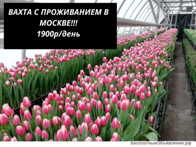 Разнорабочий