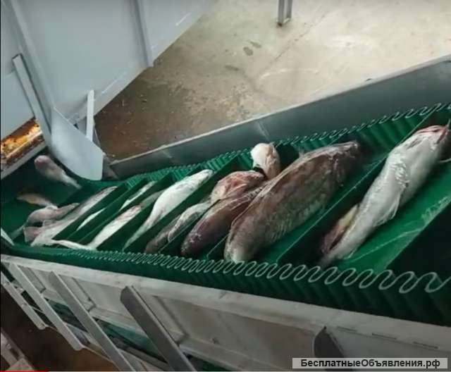 Ленточный конвейер для транспортировки морской рыбы