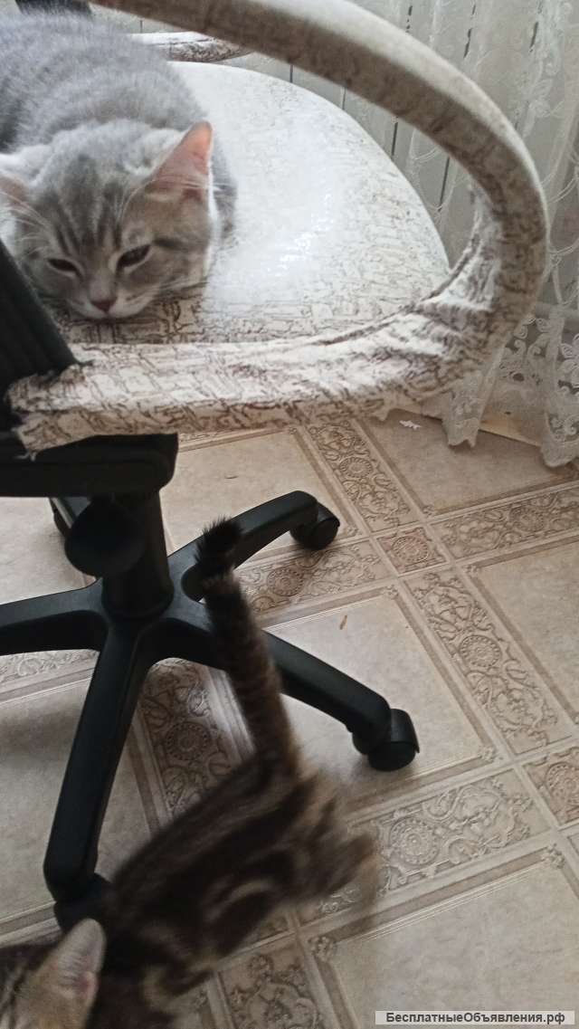 Шотландский котенок