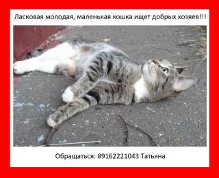 Супер ласковая молодая стерилизованная Маруся нуждается в постоянной хозяйке