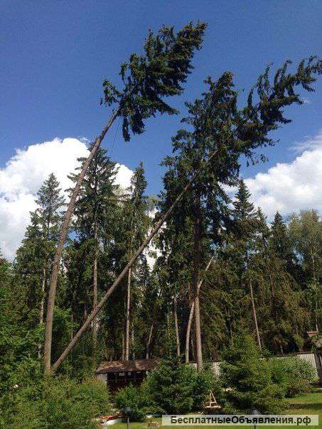 Спил, валка, удаление опасных деревьев